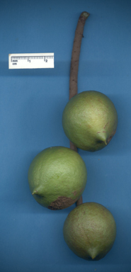 APII jpeg image of Macadamia integrifolia  © contact APII