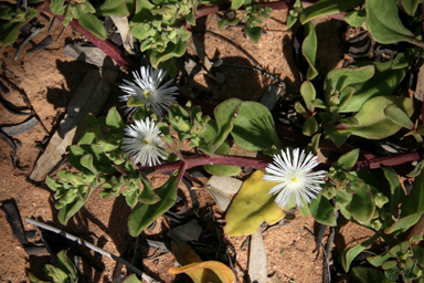 APII jpeg image of Mesembryanthemum aitonis  © contact APII