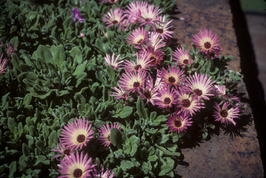 APII jpeg image of Mesembryanthemum  © contact APII
