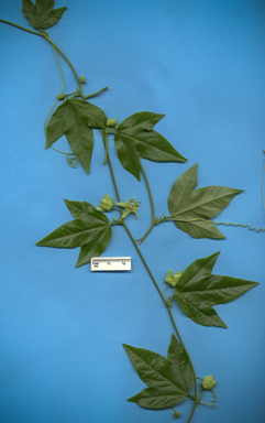 APII jpeg image of Passiflora suberosa  © contact APII