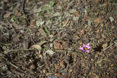 APII jpeg image of Romulea rosea var. australis  © contact APII