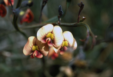 APII jpeg image of Daviesia elongata subsp. implexa  © contact APII