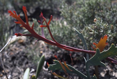 APII jpeg image of Daviesia epiphyllum  © contact APII