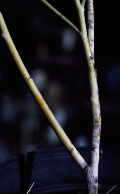 APII jpeg image of Daviesia rubiginosa  © contact APII