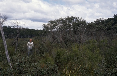 APII jpeg image of Eucalyptus aquatica  © contact APII