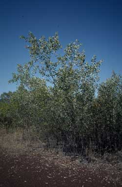 APII jpeg image of Acacia umbellata  © contact APII