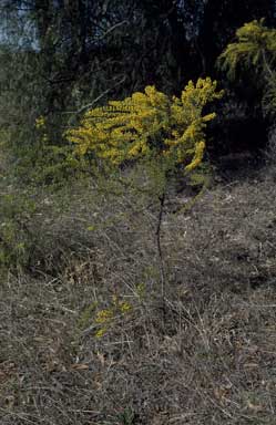 APII jpeg image of Acacia acinacea  © contact APII