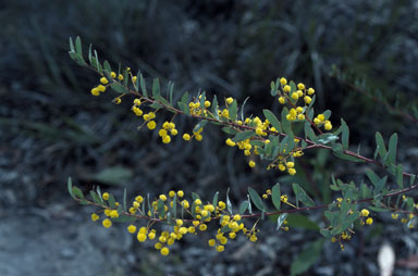 APII jpeg image of Acacia buxifolia subsp. pubiflora  © contact APII