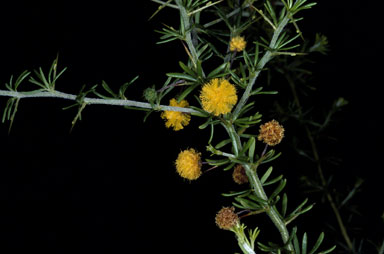 APII jpeg image of Acacia epacantha  © contact APII