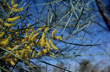 APII jpeg image of Acacia eriopoda  © contact APII