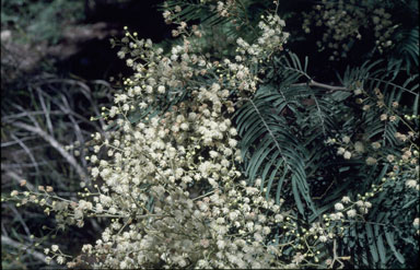 APII jpeg image of Acacia irrorata subsp. velutinella  © contact APII