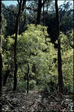 APII jpeg image of Acacia mucronata subsp. longifolia  © contact APII