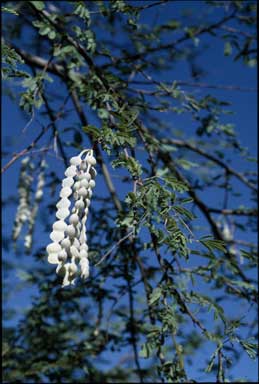 APII jpeg image of Acacia nilotica subsp. indica  © contact APII