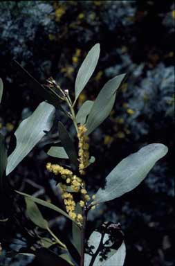APII jpeg image of Acacia phlebophylla  © contact APII