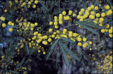 APII jpeg image of Acacia pruinosa  © contact APII