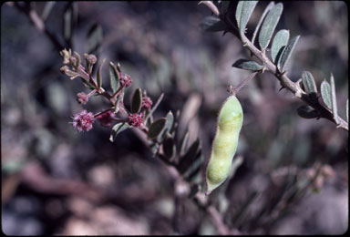 APII jpeg image of Acacia purpureopetala  © contact APII