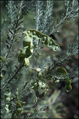 APII jpeg image of Acacia mariae  © contact APII