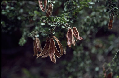 APII jpeg image of Acacia costiniana  © contact APII
