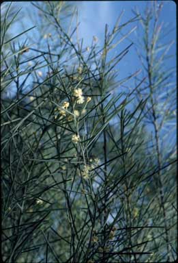 APII jpeg image of Acacia crassiuscula  © contact APII