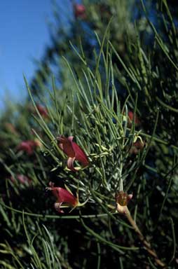 APII jpeg image of Eremophila oldfieldii subsp. angustifolia  © contact APII