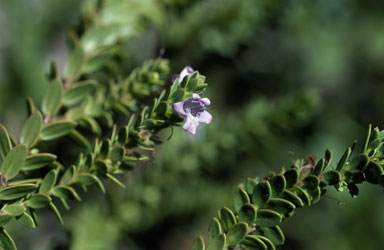 APII jpeg image of Eremophila ternifolia  © contact APII