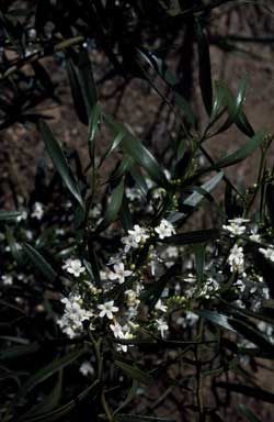 APII jpeg image of Myoporum platycarpum subsp. platycarpum  © contact APII