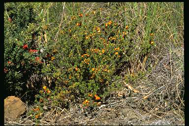 APII jpeg image of Pultenaea procumbens  © contact APII