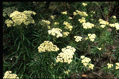 APII jpeg image of Cassinia longifolia  © contact APII