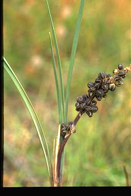 APII jpeg image of Lomandra multiflora subsp. multiflora  © contact APII