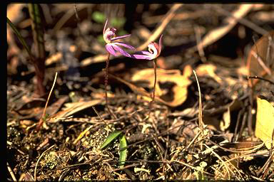 APII jpeg image of Caladenia caerulaea  © contact APII