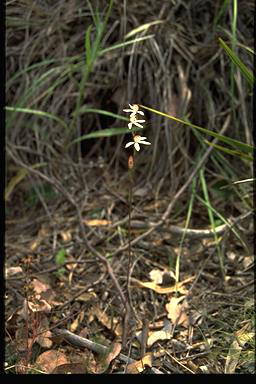 APII jpeg image of Caladenia gracilis  © contact APII