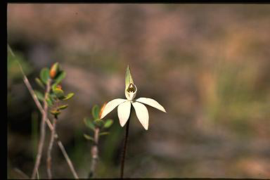 APII jpeg image of Caladenia fuscata  © contact APII