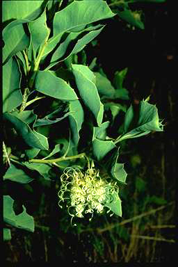 APII jpeg image of Grevillea agrifolia  © contact APII