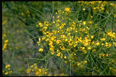 APII jpeg image of Senna artemisioides subsp. filifolia  © contact APII