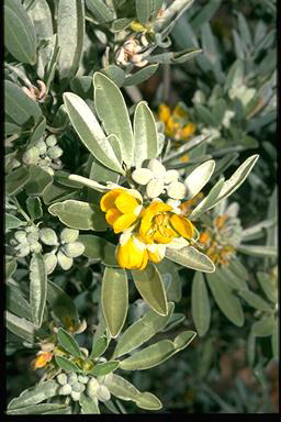 APII jpeg image of Senna artemisioides subsp. oligophylla  © contact APII