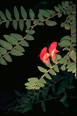 APII jpeg image of Bossiaea carinalis  © contact APII