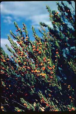 APII jpeg image of Daviesia argillacea  © contact APII