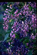 Hardenbergia comptoniana - click for larger image