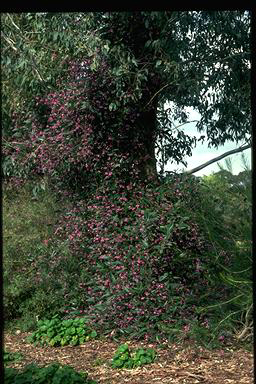 APII jpeg image of Hardenbergia violacea 'Happy Wanderer'  © contact APII