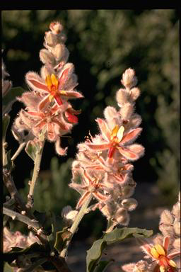 APII jpeg image of Jacksonia floribunda  © contact APII