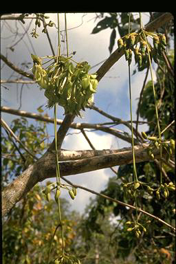 APII jpeg image of Mucuna gigantea subsp. gigantea  © contact APII