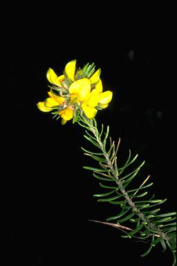 APII jpeg image of Phyllota grandiflora  © contact APII