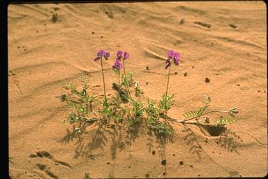 APII jpeg image of Swainsona phacoides subsp. phacoides  © contact APII