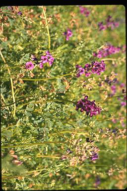 APII jpeg image of Swainsona viridis  © contact APII