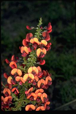 APII jpeg image of Daviesia microphylla  © contact APII