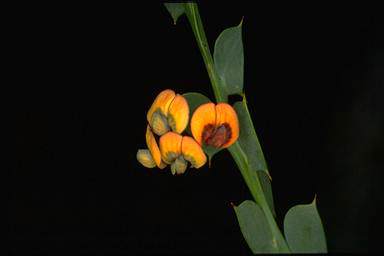 APII jpeg image of Daviesia quadrilatera  © contact APII