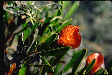 APII jpeg image of Daviesia ternata  © contact APII