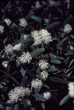 APII jpeg image of Hakea oleifolia  © contact APII