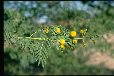 APII jpeg image of Acacia nilotica subsp. indica  © contact APII