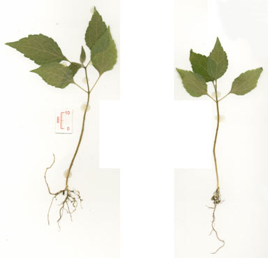 APII jpeg image of Montanoa hibiscifolia  © contact APII